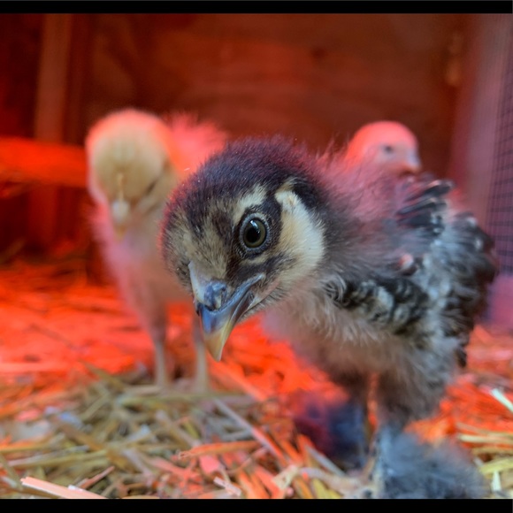 Thanks for stopping by, I’m Riley! - Picture 2 of 2